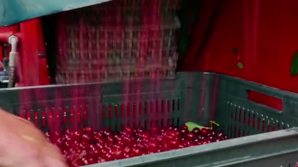 采摘樱桃在种植园 采摘樱桃在种植园与现代机器 — 图库视频影像