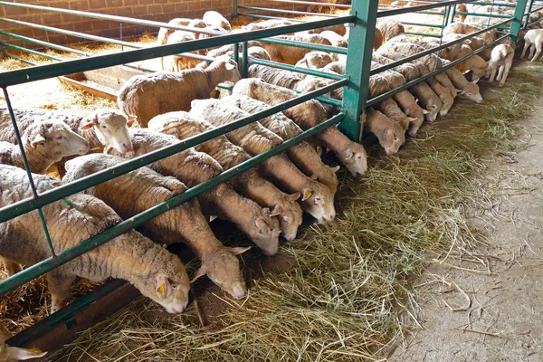 Bauernhof Für Schafzucht Fütterung Der Schafe Auf Einem Modernen Bauernhof lizenzfreie Stockfotos