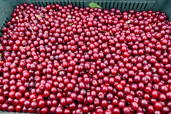 新鲜采摘的樱桃 新鲜采摘的樱桃托盘准备市场 — 图库照片