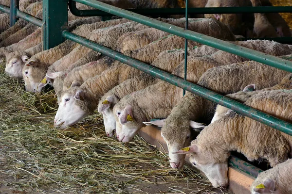 Schafe Zur Zucht Fütterung Der Schafe Auf Einem Modernen Bauernhof lizenzfreie Stockbilder