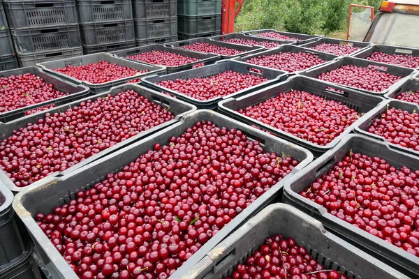 Třešně Višně Připravené Pro Trh Čerstvě Natrhané Třešně Miskách Připravené Stock Fotografie
