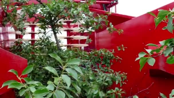 Combine Trabalho Pomar Colheita Cerejas Uma Plantação Com Máquinas Agrícolas — Vídeo de Stock