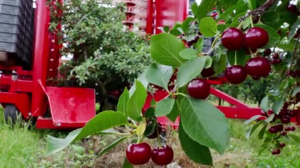 成熟的樱桃收获现代机器 采摘樱桃在种植园与现代农业机械 — 图库视频影像