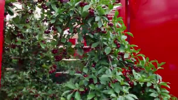 Agricultural Machinery Specializing Harvesting Cherries Picking Cherries Plantation Modern Agricultural — Stock Video