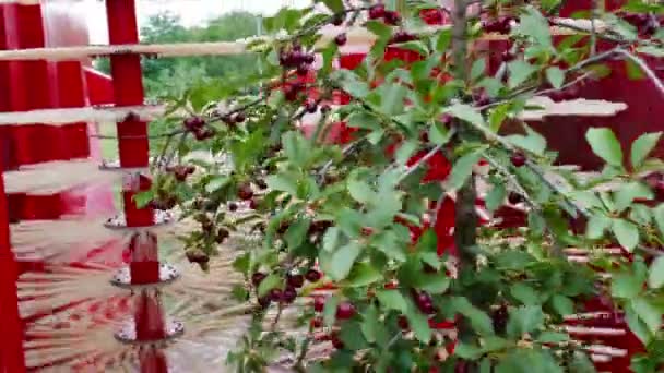 Bir Plantasyonda Kiraz Toplama Kiraz Bir Plantasyonda Modern Tarım Makineleri — Stok video