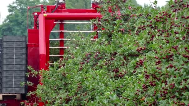 Γεωργικά Μηχανήματα Συγκομιδής Κεράσια Μάζεμα Κερασιών Για Μια Φυτεία Σύγχρονα — Αρχείο Βίντεο