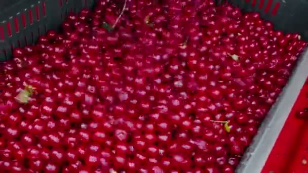 Colheita Cerejas Pomar Colheita Cerejas Uma Plantação Com Máquinas Agrícolas — Vídeo de Stock