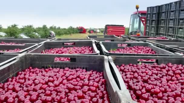 Cherry Plantages Tijdens Oogst Kersen Plukken Een Plantage Met Moderne — Stockvideo