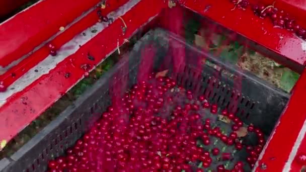 Cajas Con Cerezas Agrias Maduras Recoger Cerezas Una Plantación Con — Vídeos de Stock