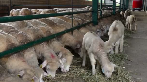 Ovelhas Reprodutoras Cordeiros Fazenda Ovelhas Cordeiros Caixas Especiais Fazenda Ovelhas — Vídeo de Stock