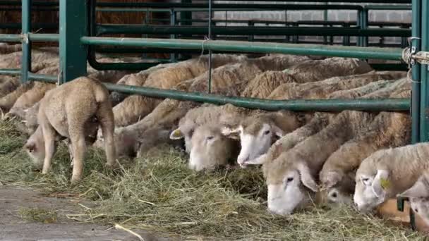 Modern Fårfarm Får Och Lamm Speciella Lådor Den Samtida Fårfarm — Stockvideo