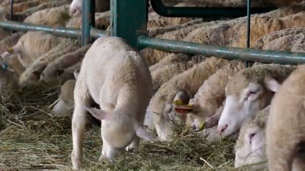囲いを供給 羊と現代的な羊牧場で特別なボックス中の子羊 — ストック動画