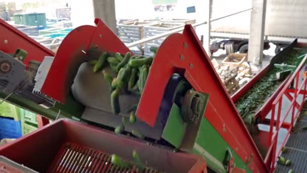 Cucumber Processing Plant Production Line Calibration Processing Cucumbers — Stock Video