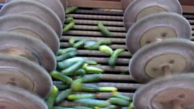 Taze salatalık işleme / üretim hat kalibrasyon ve salatalık işlenmesi için