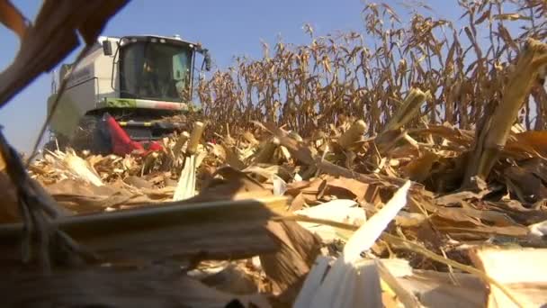 Colheita Combinada Contemporânea Milho Colheitadeira Combinada Contemporânea Trabalho Colheita Milho — Vídeo de Stock