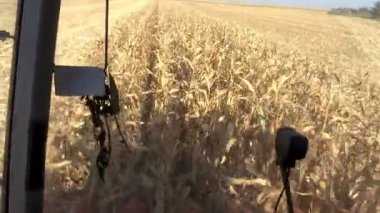 Mısır hasat birleştirmek hasat kabin üzerinden görünümünü / olgun mısır bitkileri çalışmaları içinde birleştirmek hasat--dan görünüm