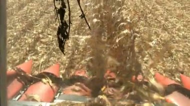 Mısır hasat birleştirmek kabin üzerinden görünümünü / olgun mısır bitkileri çalışmaları içinde birleştirmek hasat--dan görünüm