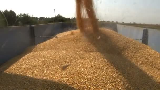 Harvested Corn Being Loaded Trailer Combine Transferring Freshly Harvested Corn — Stock Video