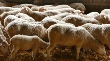 Koyun ve kuzu sürüsü / koyun ve kuzu çağdaş koyun çiftliğinde özel kutularda
