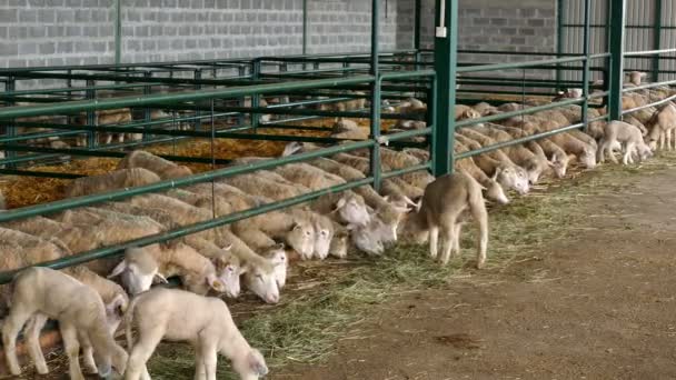 Schafherde Stall Schafe Und Lämmer Speziellen Boxen Auf Dem Zeitgenössischen — Stockvideo