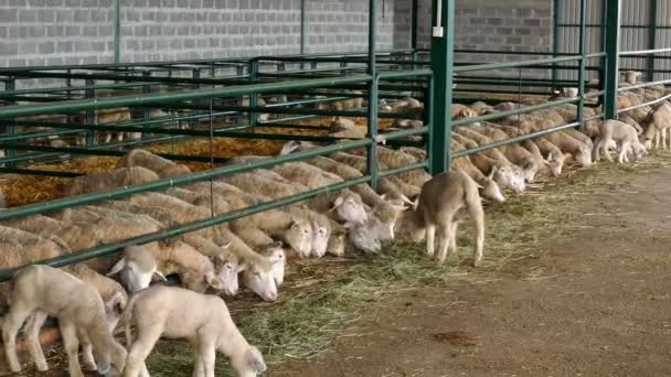 Rebaño Ovejas Pluma Oveja Corderos Cajas Especiales Granja Ovejas Contemporánea — Vídeos de Stock