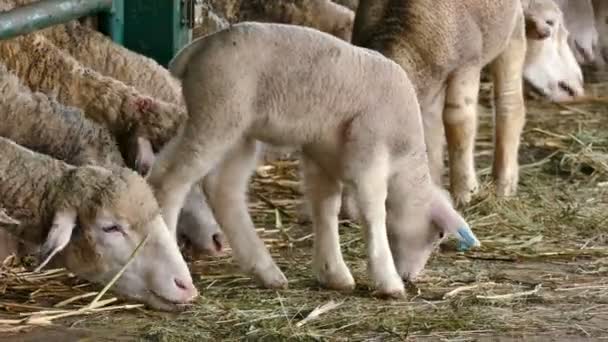 かわいい子羊は 干し草を食べる 羊と現代的な羊牧場で特別なボックス中の子羊 — ストック動画