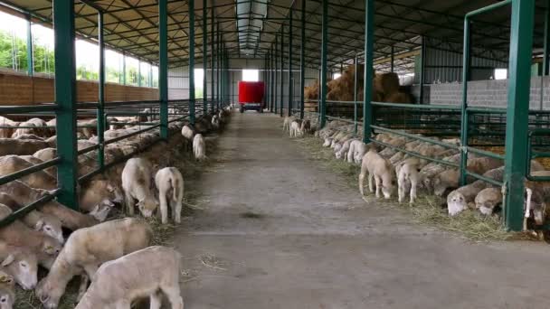 Owce Jedzą Siano Pióro Owce Jagnięta Specjalnych Pudełkach Współczesnej Hodowli — Wideo stockowe