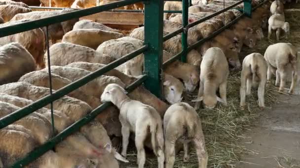 Schafe Und Lämmer Stall Schafe Und Lämmer Speziellen Boxen Auf — Stockvideo