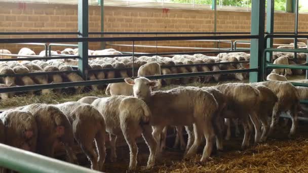 Bergerie Contemporaine Moutons Agneaux Dans Des Boîtes Spéciales Ferme Ovine — Video