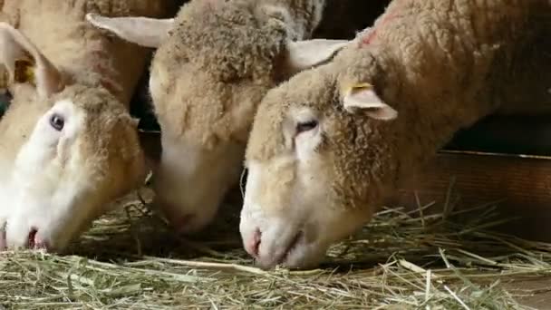 Owce Jedzą Siano Pióro Owce Jagnięta Specjalnych Pudełkach Współczesnej Hodowli — Wideo stockowe