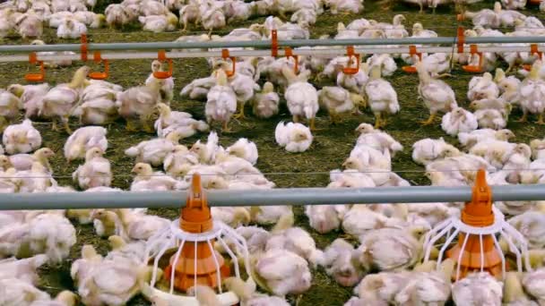 在农场 鸡上种植鸡 在现代家禽养殖场养肥 — 图库视频影像