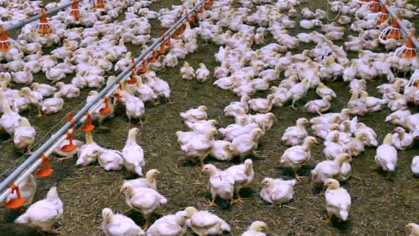 Många Kycklingar Fjäderfäfarm Kycklingar För Uppfödning Modern Fjäderfä Gård — Stockvideo
