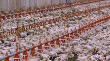 Tavuk çiftliği / tavuk bir modern kümes hayvanları çiftlikte besi için