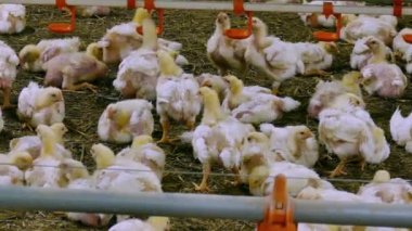 Çiftlikte yumurtlayanlar tavuk / tavuk bir modern kümes hayvanları çiftlikte besi için