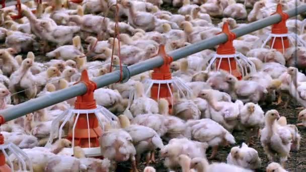 Hühner Füttern Auf Dem Bauernhof Masthühner Auf Einem Modernen Geflügelhof — Stockvideo