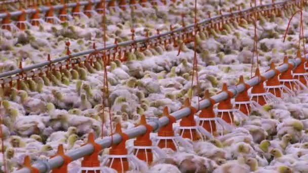 Growing Broiler Chickens Chickens Fattening Modern Poultry Farm — Stock Video