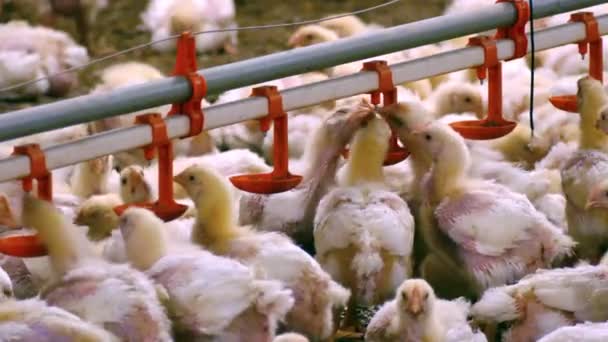 Φάρμα Εκτροφής Κοτόπουλα Κοτόπουλα Προς Πάχυνση Για Ένα Σύγχρονο Πτηνοτροφείο — Αρχείο Βίντεο