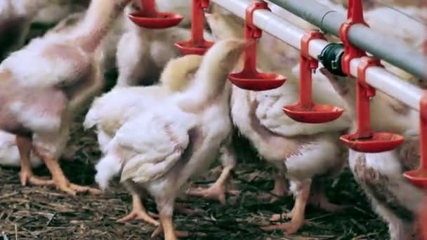 Modern Gazdaság Növekszik Broiler Csirkék Részére Modern Baromfigazdaságban Hizlalásra Szánt — Stock videók
