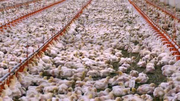 Poultry Farm / Chickens for fattening on a modern poultry farm