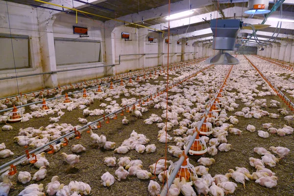 Chicken Farm / Chickens for fattening on a modern poultry farm