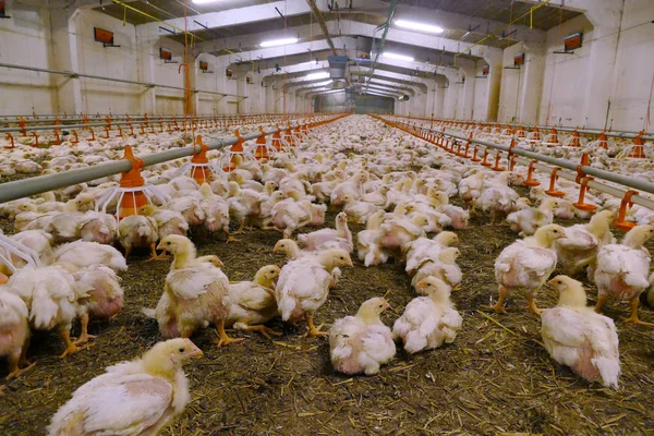 Chicken Farm / Chickens for fattening on a modern poultry farm