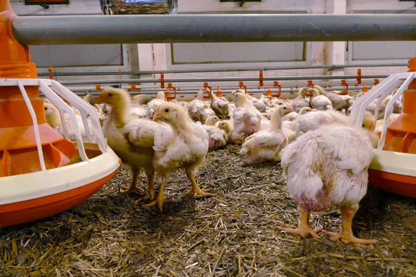 在现代家禽养殖场养肥的鸡场 图库照片