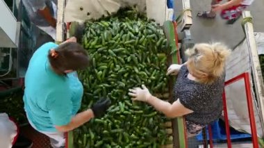 Gospodjinci; Sırbistan; 07/20/2018.Workers ambalaj ve salatalık sıralama için üretim tesisi