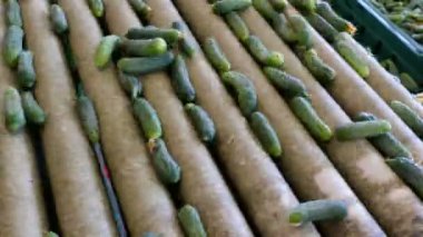 Taze salatalık işleme / üretim hat kalibrasyon ve salatalık işlenmesi için