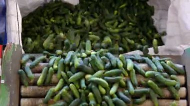 Taze salatalık taşıma için hazır / üretim hat kalibrasyon ve salatalık işlenmesi için