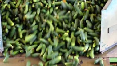 Taze salatalık boşaltma / üretim hattı için kalibrasyon ve salatalık işleme yavaş hareket video klip