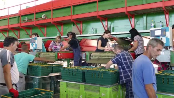 Gospodjinci Sérvia 2018 Trabalhadores Unidade Produção Pepinos Para Embalagem Triagem — Vídeo de Stock