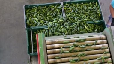 Salatalık içine sandıkları sıralama / üretim hat kalibrasyon ve salatalık işlenmesi için