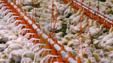 Tavuk tarım iş / tavuk bir modern kümes hayvanları çiftlikte besi için