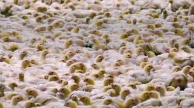 Tavuk Broiler evlerde tarım / tavuk bir modern kümes hayvanları çiftlikte besi için